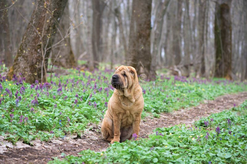 Le chien est un Shar-Pei de race dans les bois chien gai rouge, forêt de ressort avec des fleurs photo stock Le chien est un Shar-Pei de race dans les bois chien gai rouge, forêt de ressort avec des fleurs photo stock