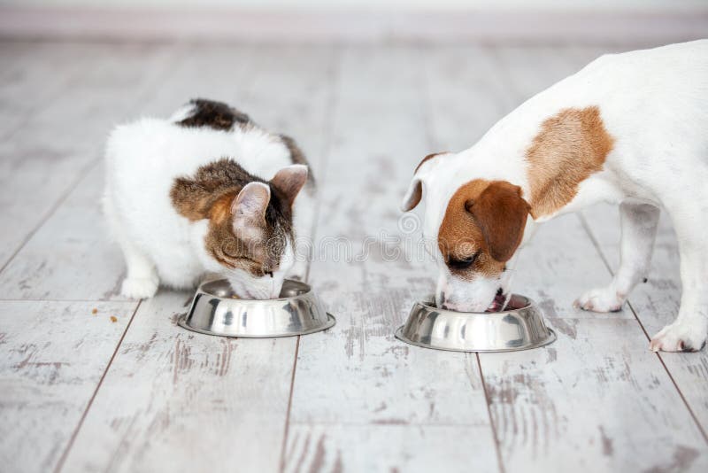 Le chien et le chat mange de la nourriture de la cuvette image libre de droits Le chien et le chat mange de la nourriture de la cuvette image libre de droits