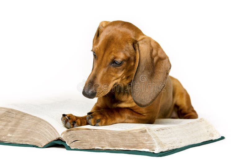 Le chien a lu le livre, éducation d'école animale, lisant sur le blanc