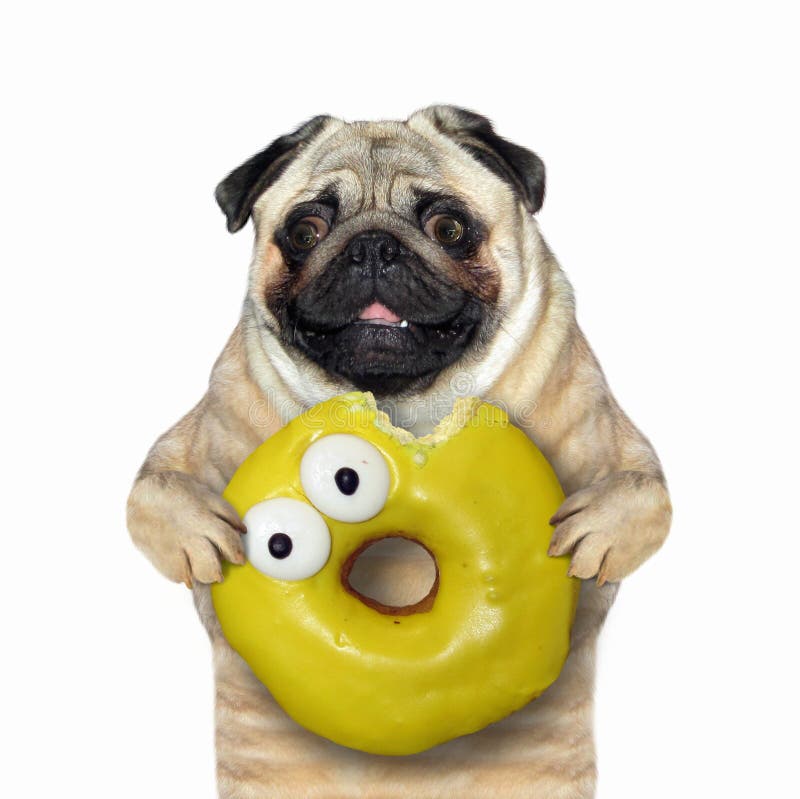 Le chien mange un beignet jaune. Le chien mange un grand beignet jaune Fond blanc