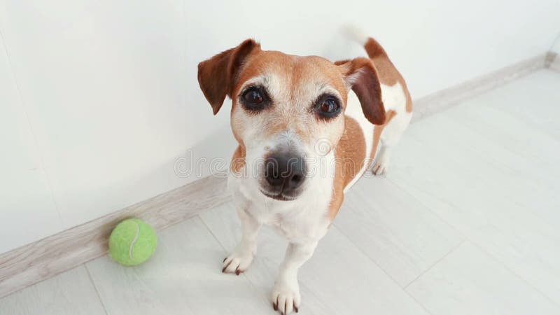 Le chien mignon adorable remuant affable la queue communique avec le centre serveur banque de vidéos