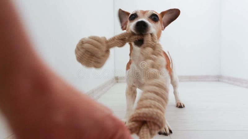 Le chien mignon adorable remuant affable la queue communique avec le centre serveur banque de vidéos