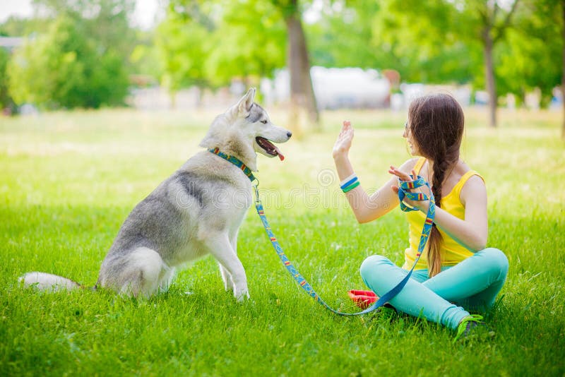 Le chien mélangé de race donne à une femme la patte le chien de traîneau sibérien photo stock Le chien mélangé de race donne à une femme la patte le chien de traîneau sibérien photo stock