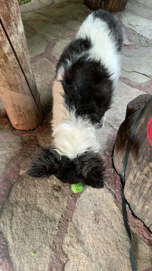 Le chien ressemble à jack Russel mange du concombre vert frais avec le chien d'appétit est végétarien banque de vidéos