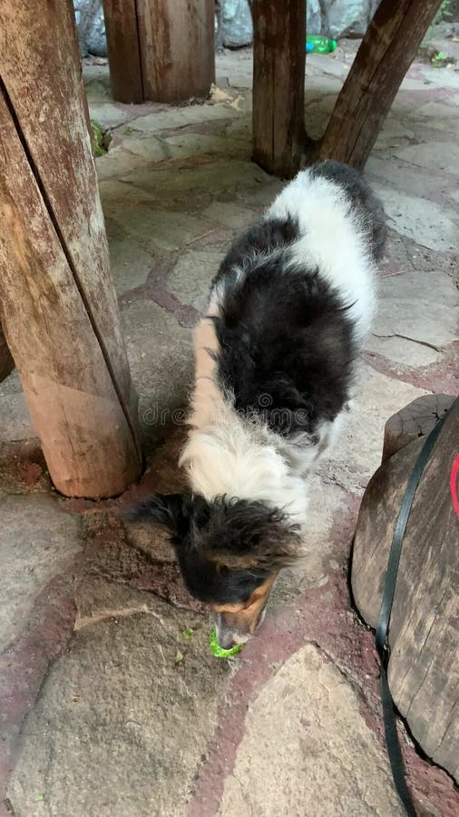 Le chien ressemble à jack Russel mange du concombre vert frais avec le chien d'appétit est végétarien banque de vidéos