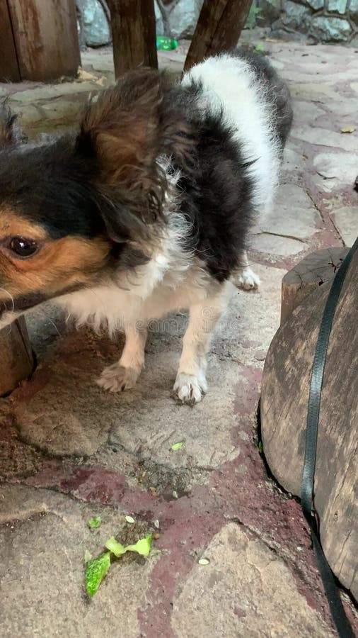 Le chien ressemble à jack Russel mange du concombre vert frais avec l'appétit. Le chien est végétarien banque de vidéos