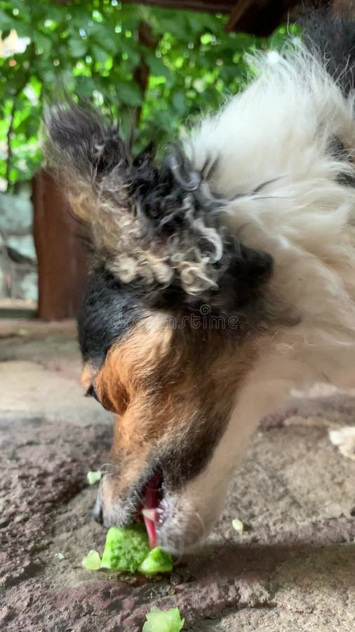 Le chien ressemble à jack Russel mange du concombre vert frais avec l'appétit. Le chien est végétarien clips vidéos