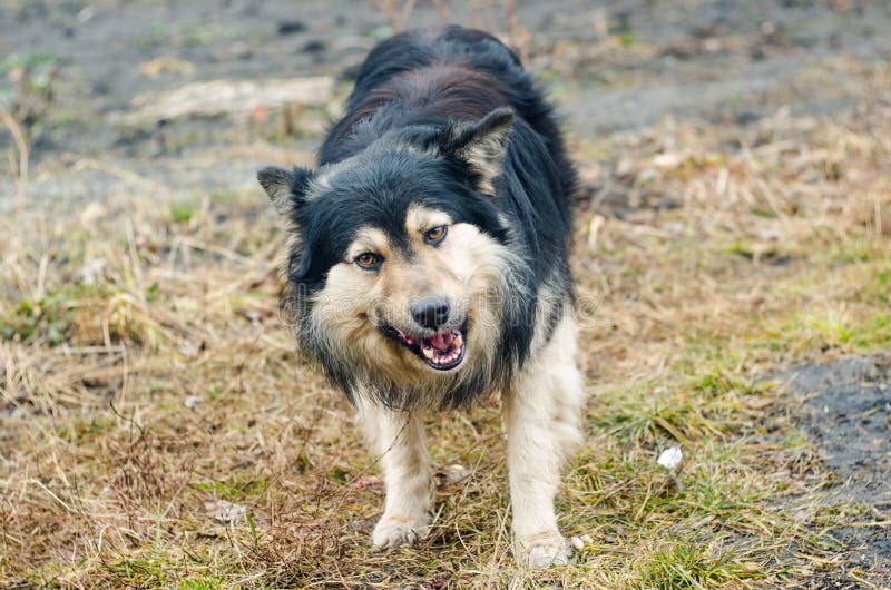 Le chien ronge à l'os photos stock Le chien ronge à l'os photos stock