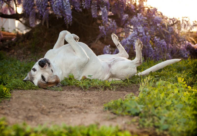 Le chien supérieur de pitbull, également connu sous le nom de Staffordshire Terrier américain, s'étend sur elle de retour avec se photo stock Le chien supérieur de pitbull, également connu sous le nom de Staffordshire Terrier américain, s'étend sur elle de retour avec se photo stock