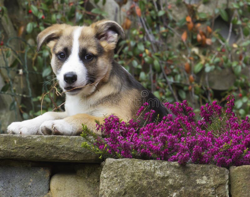 Le chiot enroué d'Alaska semble curieusement la caméra image libre de droits