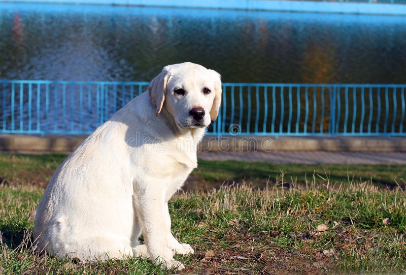 Caroline S Treasures Bb4180gf Merry Christmas Tree Jaune Labrador