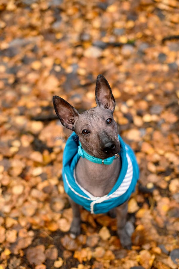 Xoloitzcuintle Le Chien Nu Du Mexique Photo stock - Image du 