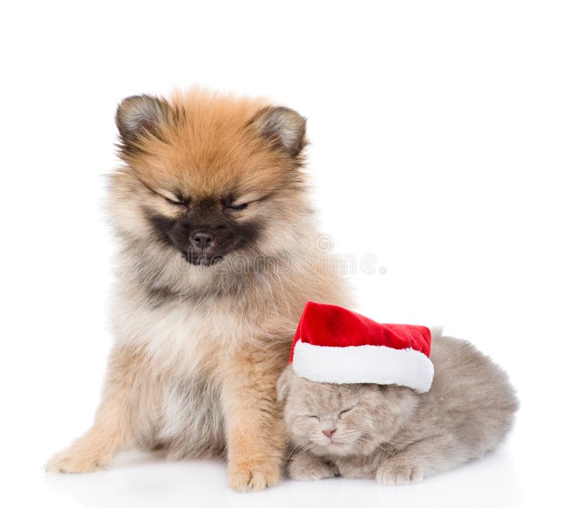 Le chiot minuscule de spitz et le chaton écossais avec le chapeau de Santa dorment ensemble D'isolement sur le blanc image libre de droits Le chiot minuscule de spitz et le chaton écossais avec le chapeau de Santa dorment ensemble D'isolement sur le blanc image libre de droits