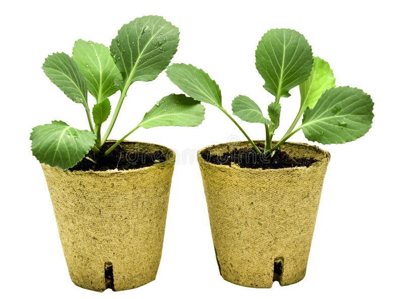 A pair of healthy young cabbage plants ready for planting. Isolated on white. A pair of healthy young cabbage plants ready for planting. Isolated on white.