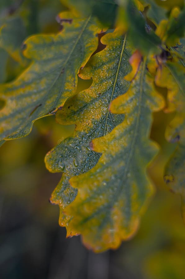 Le chêne d'automne part sur un arbre avec des baisses de rosée Tir ? la hauteur d'oeil Macro Foyer s?lectif photos libres de droits Le chêne d'automne part sur un arbre avec des baisses de rosée Tir ? la hauteur d'oeil Macro Foyer s?lectif photos libres de droits
