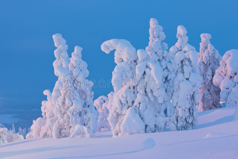 Le ciel bleu et la neige ont couvert des arbres au coucher du soleil