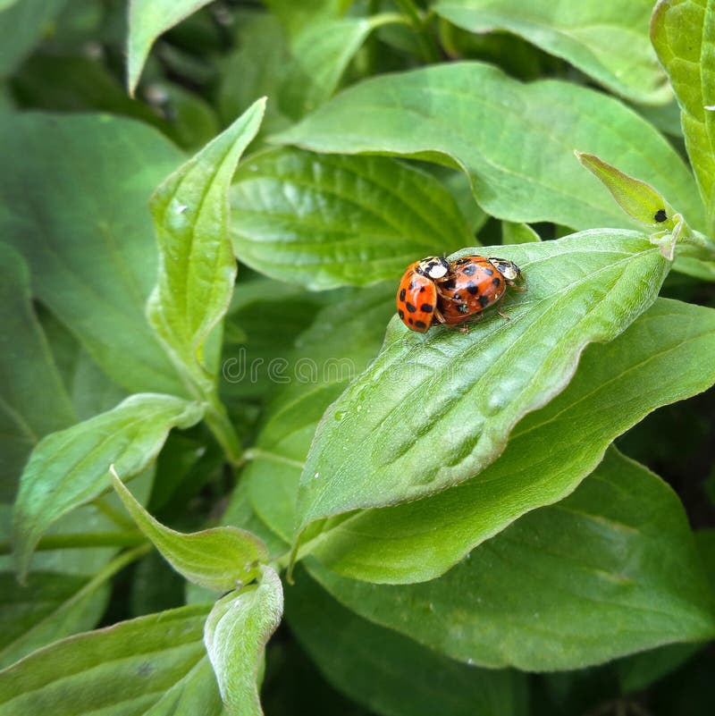 Le coccinelle si accoppiano sul fondo verde della foglia Le coccinelle si accoppiano sul fondo verde della foglia