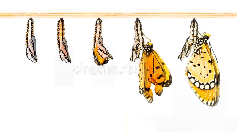 Le cocon mûr transforment au papillon de Tawny Coster photographie stock libre de droits Le cocon mûr transforment au papillon de Tawny Coster photographie stock libre de droits