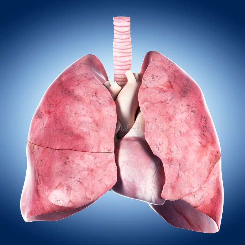 Le coeur et le poumon illustration stock. Illustration du biomédicale