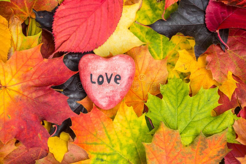 Le coeur rouge sur l'érable part du fond mélangé de couleurs d'automne