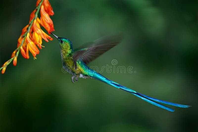 Le colibri Long-a coupé la queue le sylphe avec le nectar de alimentation de longue queue bleue de la fleur orange