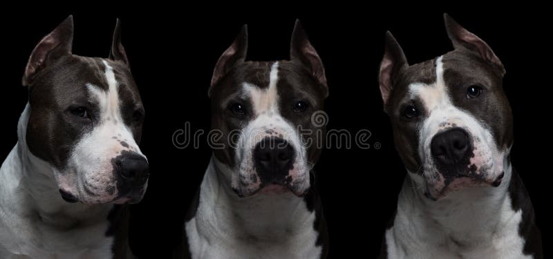 le combat de chien multiplie - terrier de pitbull américain - sur un fond noir dans le studio d'isolement collage images libres de droits le combat de chien multiplie - terrier de pitbull américain - sur un fond noir dans le studio d'isolement collage images libres de droits