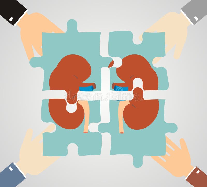 Le concept de traiter le rein rein composé de morceaux de puzzle illustration stock Le concept de traiter le rein rein composé de morceaux de puzzle illustration stock