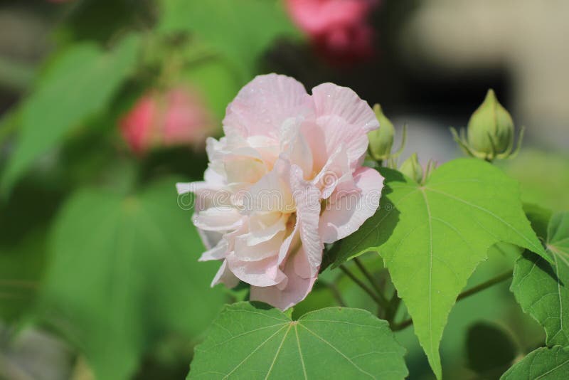Le confédéré s'est levé ; Mutabilis de ketmie photographie stock Le confédéré s'est levé ; Mutabilis de ketmie photographie stock