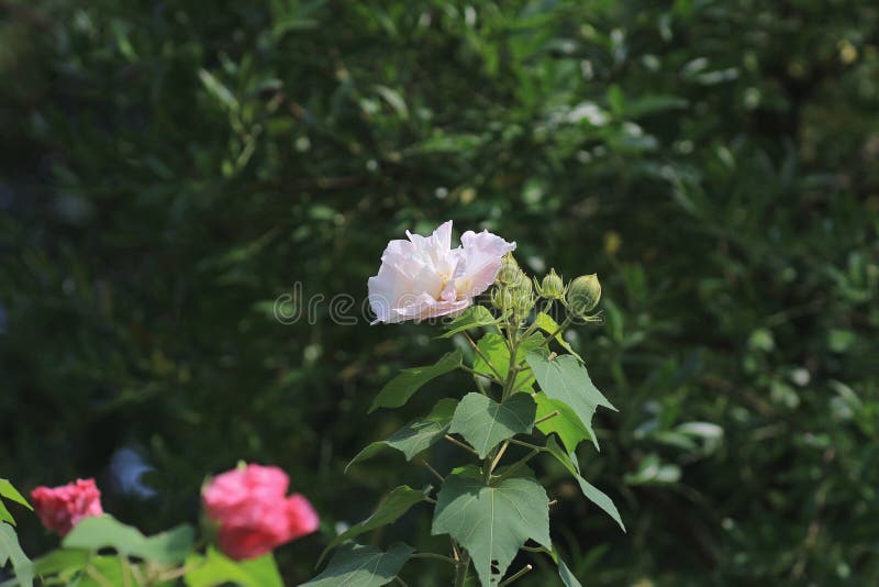 Le confédéré s'est levé ; Mutabilis de ketmie photographie stock libre de droits Le confédéré s'est levé ; Mutabilis de ketmie photographie stock libre de droits