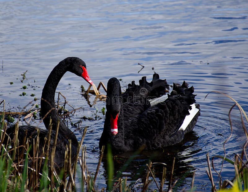Le coppie adorabili i cigni neri che galleggiano sul lago sorgono fotografie stock Le coppie adorabili i cigni neri che galleggiano sul lago sorgono fotografie stock