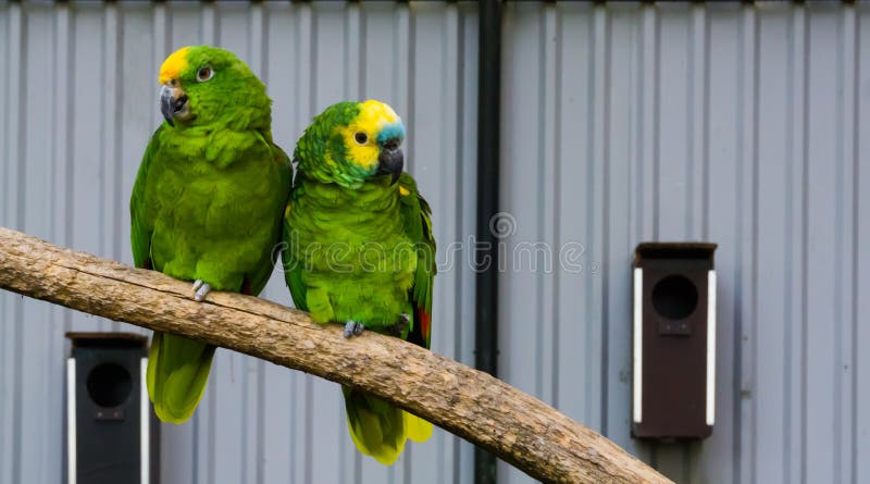 Le coppie dell'uccello, due pappagalli verdi di amazon si chiudono insieme su un ramo, su un amazon blu incoronato ed un frontegg