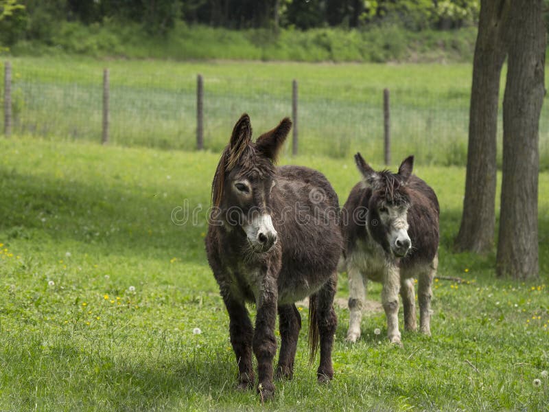Download Le Coppie Gli Asini Pascono Pacificamente In Pascolo Verde Immagine Stock - Immagine di brown, foal: 117977041