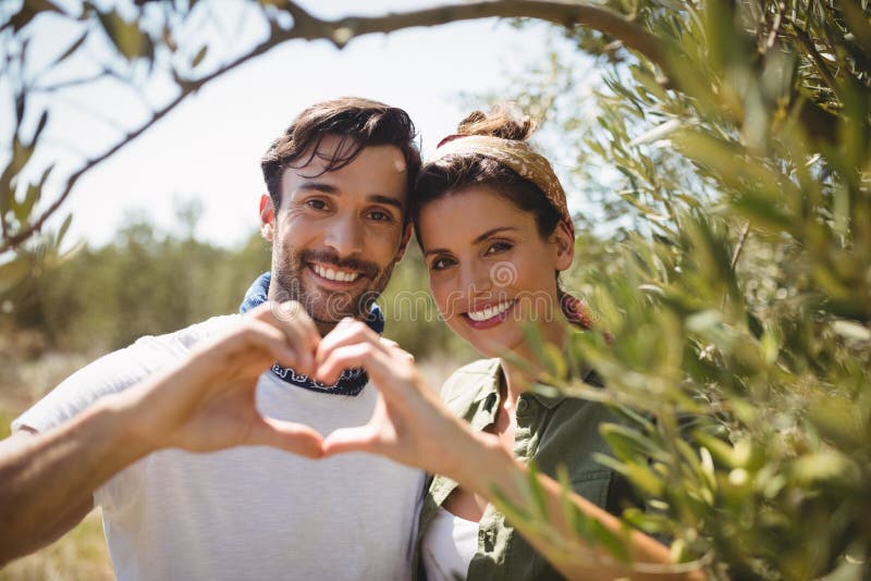Le coppie sorridenti che fanno il cuore modellano dagli alberi all'azienda agricola verde oliva immagine stock Le coppie sorridenti che fanno il cuore modellano dagli alberi all'azienda agricola verde oliva immagine stock
