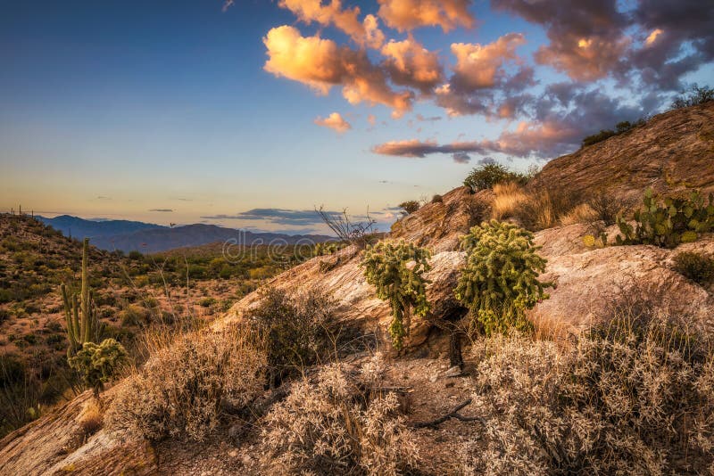 Le coucher du soleil au-dessus du cholla et des cactus près de Javelina bascule en parc national de Saguaro image stock Le coucher du soleil au-dessus du cholla et des cactus près de Javelina bascule en parc national de Saguaro image stock