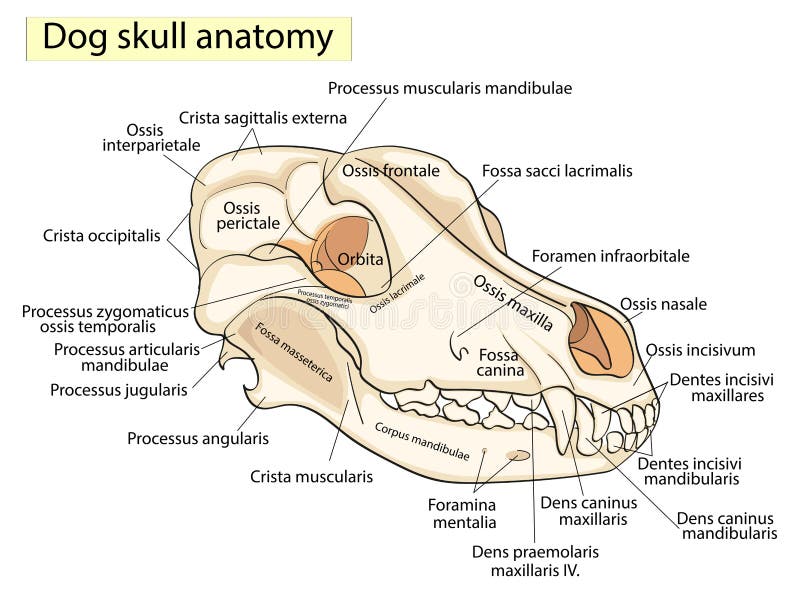 Os du crâne chien : Anatomie détaillée et fascinante () Os du crâne chien : Anatomie détaillée et fascinante