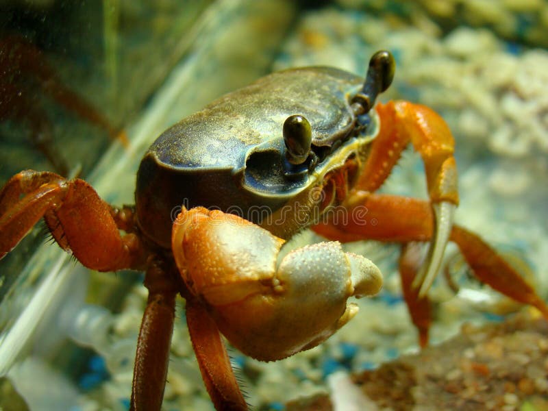 Le Crabe D'arc-en-ciel Se Repose Dans L'aquarium Image stock - Image du  crabe, normal: 99101013