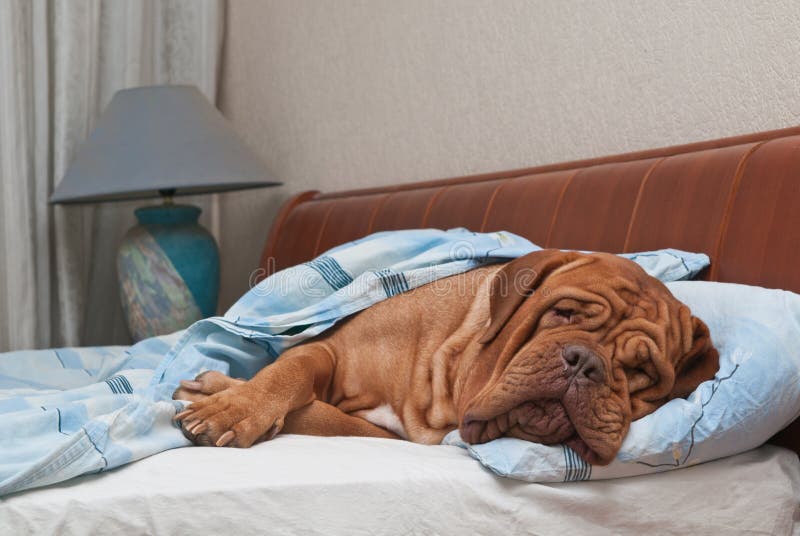 Wrinkled dog of Dogue De Bordeaux breed is Sleeping Sweetly in Owner's Bed. Wrinkled dog of Dogue De Bordeaux breed is Sleeping Sweetly in Owner's Bed
