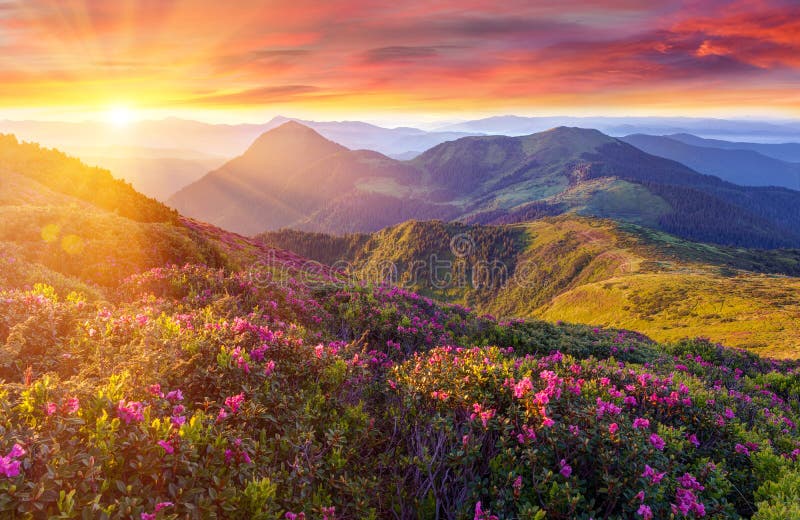 Le crépuscule coloré étonnant en montagnes avec la lumière du soleil majestueuse et le rhododendron rose fleurit sur le premier p photo libre de droits Le crépuscule coloré étonnant en montagnes avec la lumière du soleil majestueuse et le rhododendron rose fleurit sur le premier p photo libre de droits
