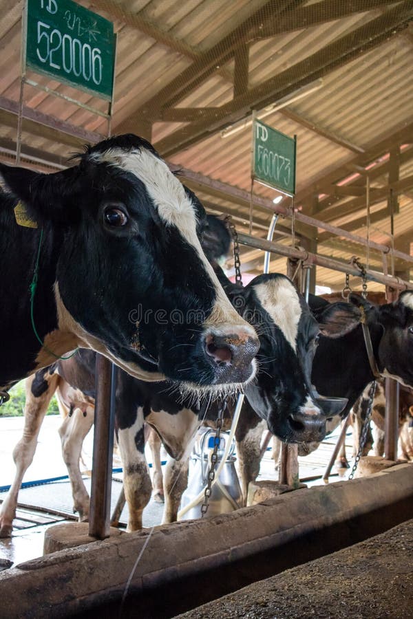 Le cycle économique de l'agriculture de vaches laitières photographie stock libre de droits Le cycle économique de l'agriculture de vaches laitières photographie stock libre de droits