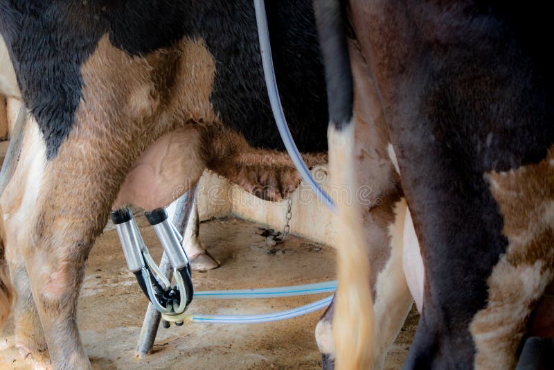 Le cycle économique de l'agriculture de vaches laitières photo stock Le cycle économique de l'agriculture de vaches laitières photo stock