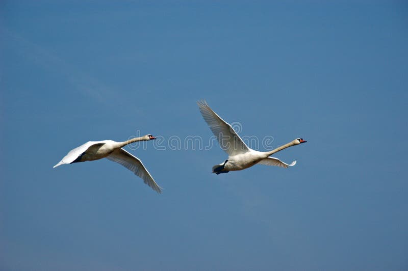 This swan was starting on a see near my. This swan was starting on a see near my.