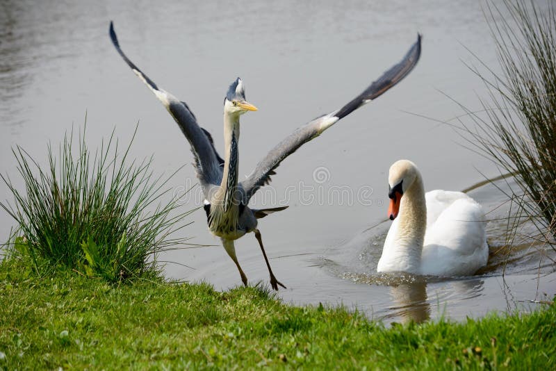 https://thumbs.dreamstime.com/b/le-cygne-chasse-grey-heron-121120764.jpg