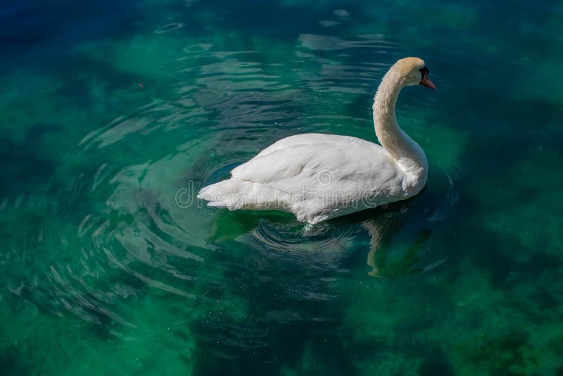 Orlando, Florida . October 12, 2019 Nice swan on green lake at Lake Eola Park in Orlando Downtown area 1. Orlando, Florida . October 12, 2019 Nice swan on green lake at Lake Eola Park in Orlando Downtown area 1