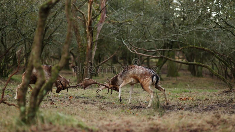 Le daim européen bucks dama dama combat dans les bois pendant la rut annuelle banque de vidéos