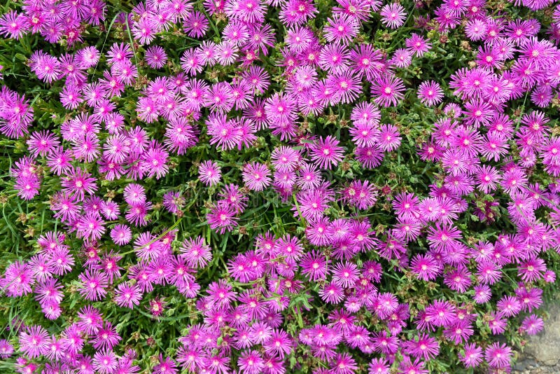 Le Delosperma est un grand genre diversifié de sous-arbustes succulents photographie stock libre de droits Le Delosperma est un grand genre diversifié de sous-arbustes succulents photographie stock libre de droits