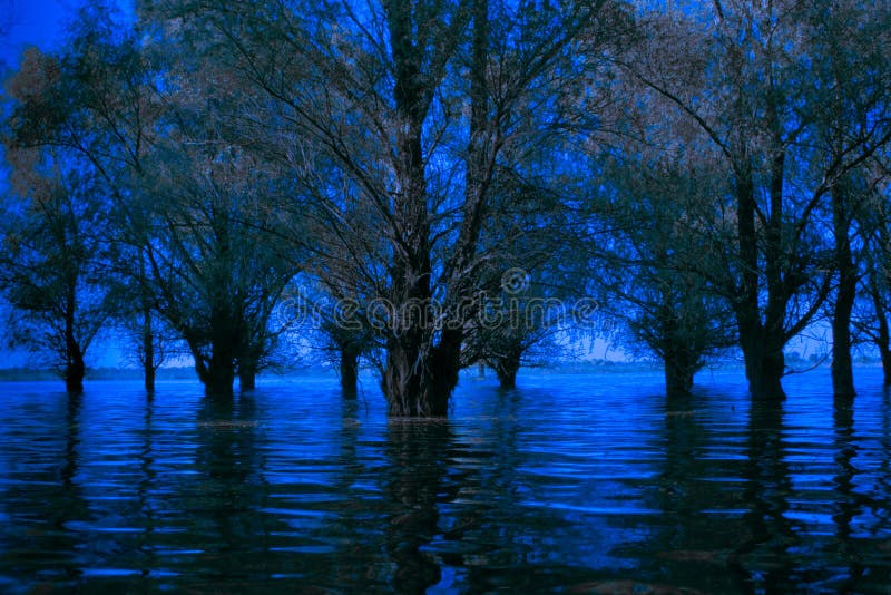 le delta rampant froid bleu de Danube a noyé la forêt photos stock le delta rampant froid bleu de Danube a noyé la forêt photos stock
