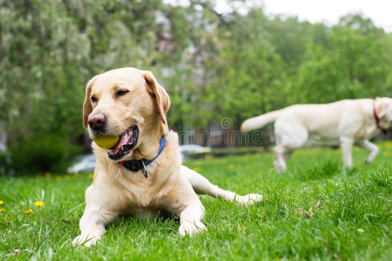 Le den labrador hunden i staden parkera arkivfoton Le den labrador hunden i staden parkera arkivfoton