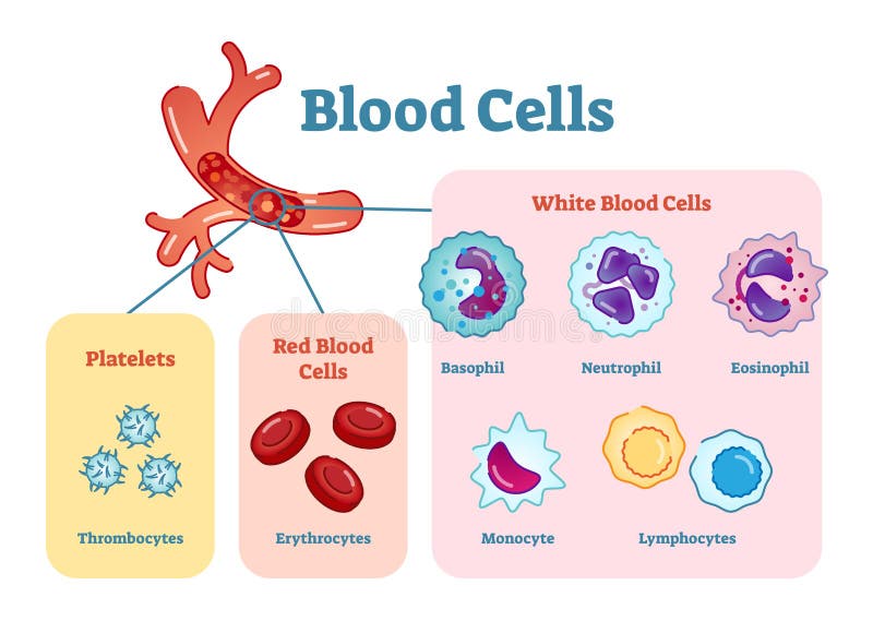 Le diagramme plat d'illustration de vecteur de globules sanguins avec toute la cellule dactylographie la collection, l'informatio