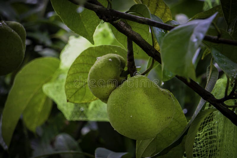 Le Dillenia indica, généralement connu comme pomme d'éléphant, est des espèces d'indigène de Dillenia en Chine et en Asie tropica images stock Le Dillenia indica, généralement connu comme pomme d'éléphant, est des espèces d'indigène de Dillenia en Chine et en Asie tropica images stock