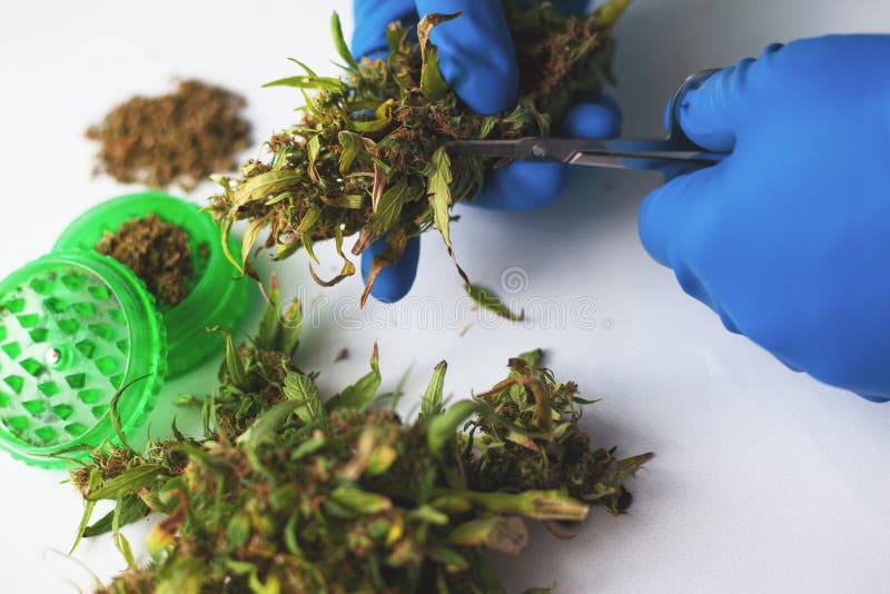 Le docteur dit au patient comment couper correctement des feuilles de cannabis pour consommer le produit le plus précieux de la m photographie stock Le docteur dit au patient comment couper correctement des feuilles de cannabis pour consommer le produit le plus précieux de la m photographie stock